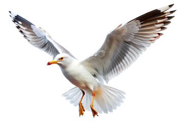 Fototapeta premium Majestic Seagull in Flight Against a Black Background A Stunning Image of a White Seagull with Spread Wings