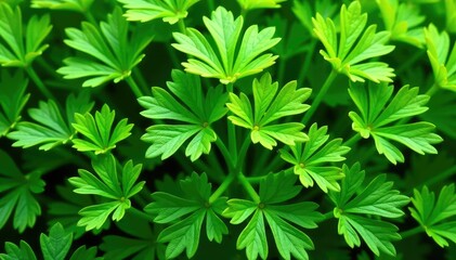 Parsley sprigs forming a repeating geometric design , food, nature