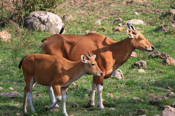 The banteng is a species of wild bovine found in Huai Kha Khaeng Wildlife Sanctuary. Uthai Thani Province, Thailand