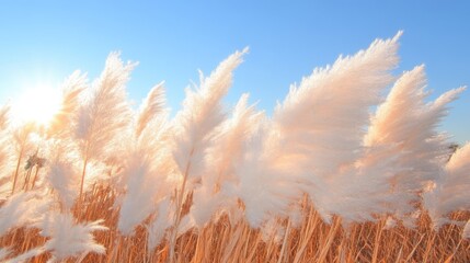 Obraz premium Fluffy grass field at dawn
