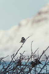 House sparrows on twigs by arctic fjord, Ersfjord near Tromso, Norway. © Benjamin