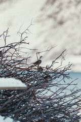 House sparrow birds in twig bush at Ersfjord, Tromso, Norway in arctic winter. © Benjamin