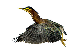 Green Heron (Butorides virescens) Photo, in Flight, on a Transparent, Isolated PNG Background