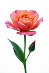 A single flower blooms against the stark whiteness, white background, petal, isolated