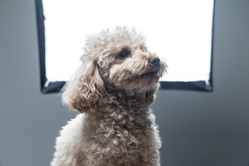 White miniature poodle on a light background. Studio shot of a dog. Maltipoo