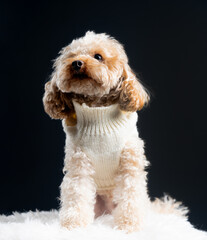 White miniature poodle on a light background. Studio shot of a dog. Maltipoo