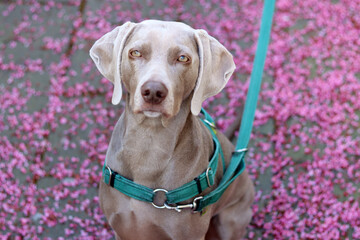Weimaraner dog in a green harness sits on a leash on a background of pink flowers. Selective focus...