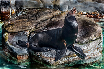 Sea-lion on the stone in the pond. Latin name - Zalophus californianus	