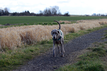 Weimaraner dog in a green harness walking in the field.