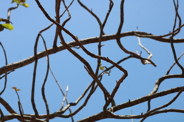 teak tree branches with a bright blue sky background