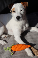 Jack Russell terrier lying on a sofa in the sun
