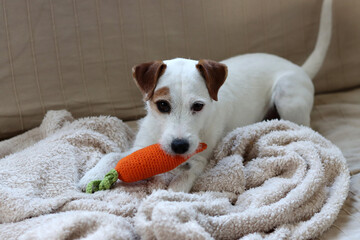 Jack Russell terrier with carrot toy sitting on sofa at home