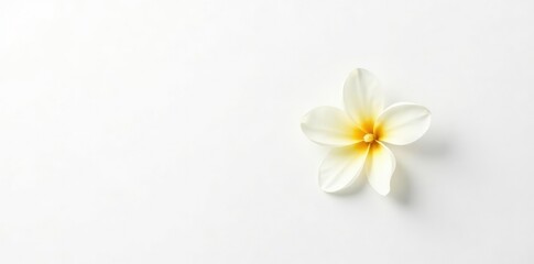Obraz premium White background with a delicate isolated flower, delicate, white
