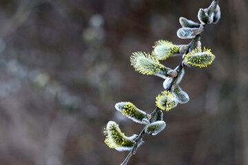 Willow branch with catkins in the sunlight. Shallow depth of field