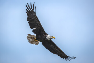 american bald eagle in flight portrait