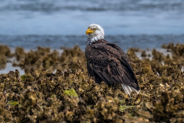 bald eagle portrait