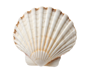 Natural seashell cutout, crisp and isolated on a transparent background, perfect for overlays and compositions