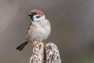 Sparrow perching on log