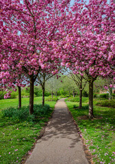 A footpath passes under a small group of blooming pink cherry trees, their delicate petals forming a vibrant spring canopy - vertical  2