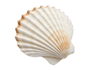 Single seashell isolated on a transparent background, perfect for digital use, high-quality cutout