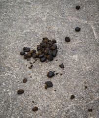 Horse droppings lie scattered on a concrete floor, a contrast between nature’s mark and the man-made structure 
