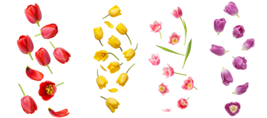 tulip flowers set png. tulips flat lay top view png. yellow tulip flower isolated. pink tulip flowers falling png. spring time bloom of purple tulips flying isolated. red tulips png