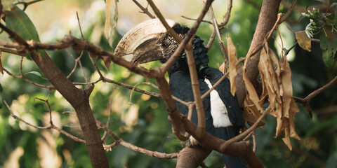 Silvery-cheeked hornbill perching on branch in lake manyara national park