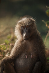 Olive baboon sitting and staring at lake manyara national park