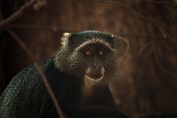Close-up of a blue monkey sitting in a tree in lake manyara national park