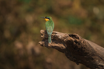 Little bee-eater perched on a branch in lake manyara national park
