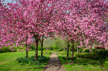 A small group of blooming pink cherry trees stands beside a footpath, their vibrant petals gently...