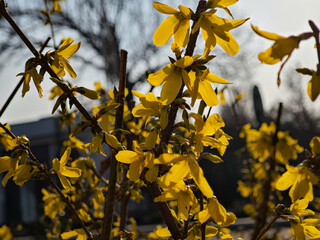 Bright yellow forsythia flowers in full bloom. Spring nature background with warm sunlight and soft focus