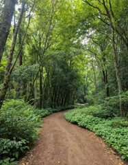 Peaceful winding forest trail through lush green woodland with filtered sunlight