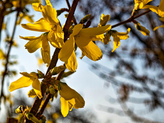 Bright yellow forsythia flowers in full bloom. Spring nature background with warm sunlight and soft focus