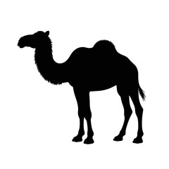 Bold silhouette of a camel in minimalist style, artistic abstraction