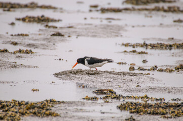 Austernfischer, Haematopus ostralegus, Oystercatcher, Vögel, Tiere, Natur, outdoor, Wildlife