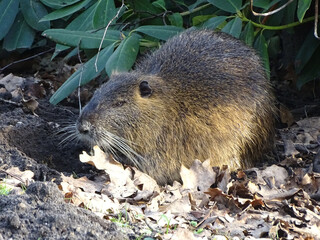 Biberratte Nutria Wildlive