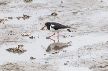 Austernfischer, Haematopus ostralegus, Oystercatcher, Vögel, Tiere, Natur, outdoor, Wildlife