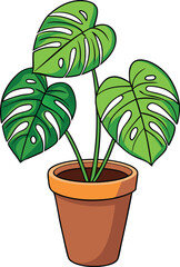 Monstera Deliciosa plant flourishing in a terracotta pot
