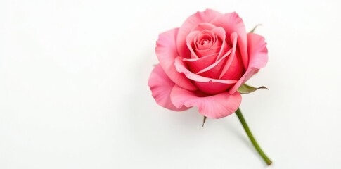 Single rose isolated on white background with soft petal details and gentle curves, nature, petals, rose