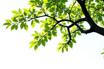 Obraz premium Long tree branch isolated on white background with intricate details and texture, simple, forest