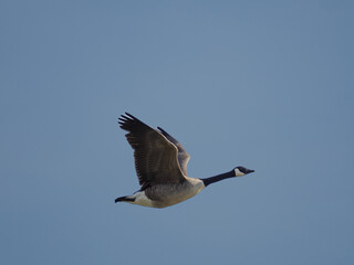 Kanadagans im Flug