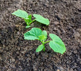Sprout of cucumber. Seedling of cucumbers .