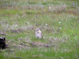 Female Northern Harrier hunting in the early morning on the coast of Newport, Oregon 