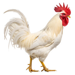 Fototapeta premium rooster against a transparent background