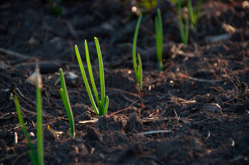 Young green onion plants sprouting in rows from garden soil, illuminated by natural sunlight. A perfect representation of organic gardening, healthy eating, and sustainable agriculture.