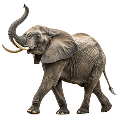 Obraz premium elephant against a transparent background