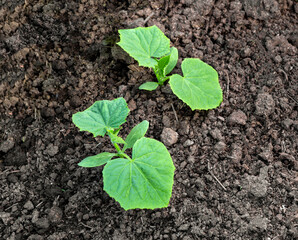 Sprout of cucumber. Seedling of cucumbers .