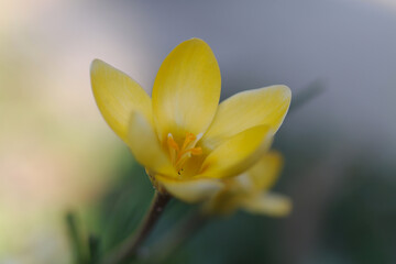 beautiful small crocus, open yellow flower, delicate yellow crocus, petals in a bright yellow tone, close-up crocus chrysanthus surrounded by the bright light of the sun, pollen pistils