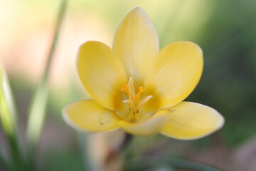 beautiful small crocus, open yellow flower, delicate yellow crocus, petals in a bright yellow tone, close-up crocus chrysanthus surrounded by the bright light of the sun, pollen pistils